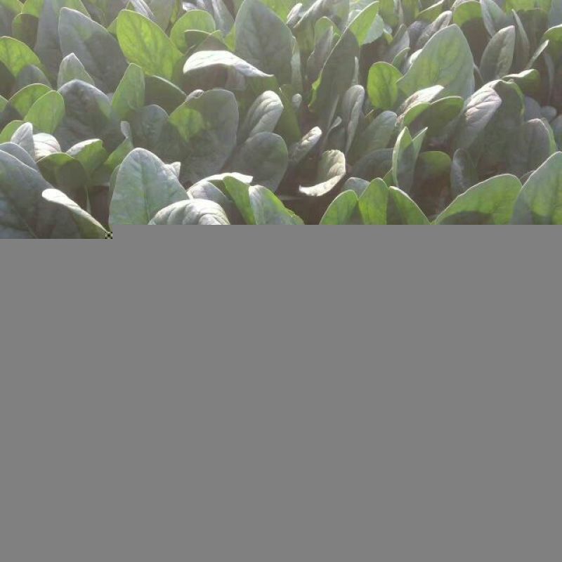 秋菠菜25~30厘米