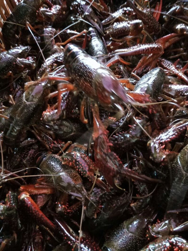 罗氏沼虾食用8~10钱活虾