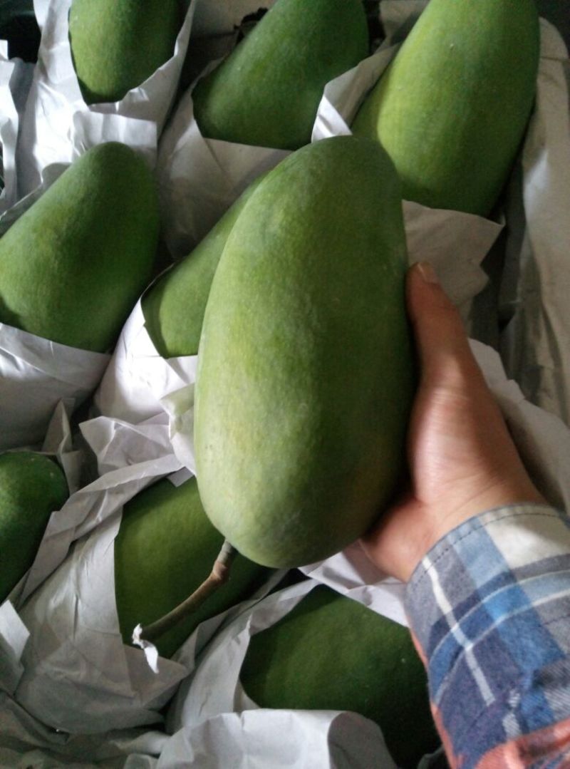 大青芒10两以上坏果包赔一件代发
