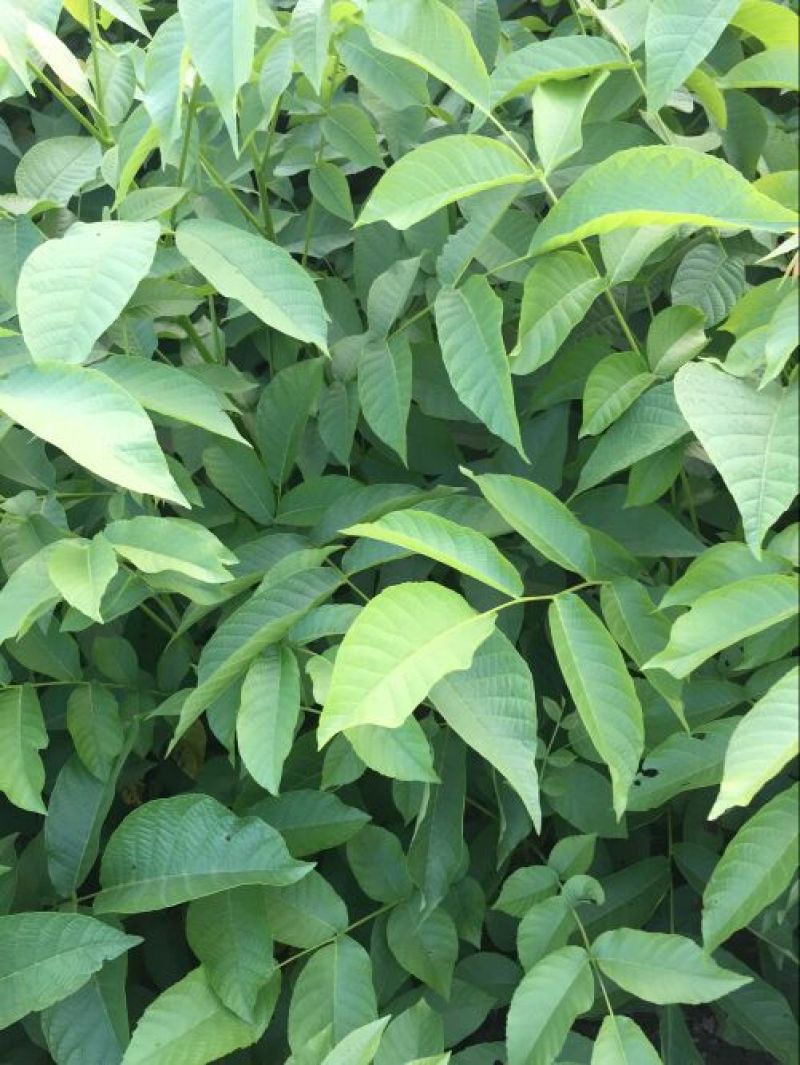香椿苗80cm以上大棚