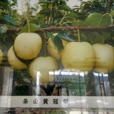 早酥梨550~600g筐装