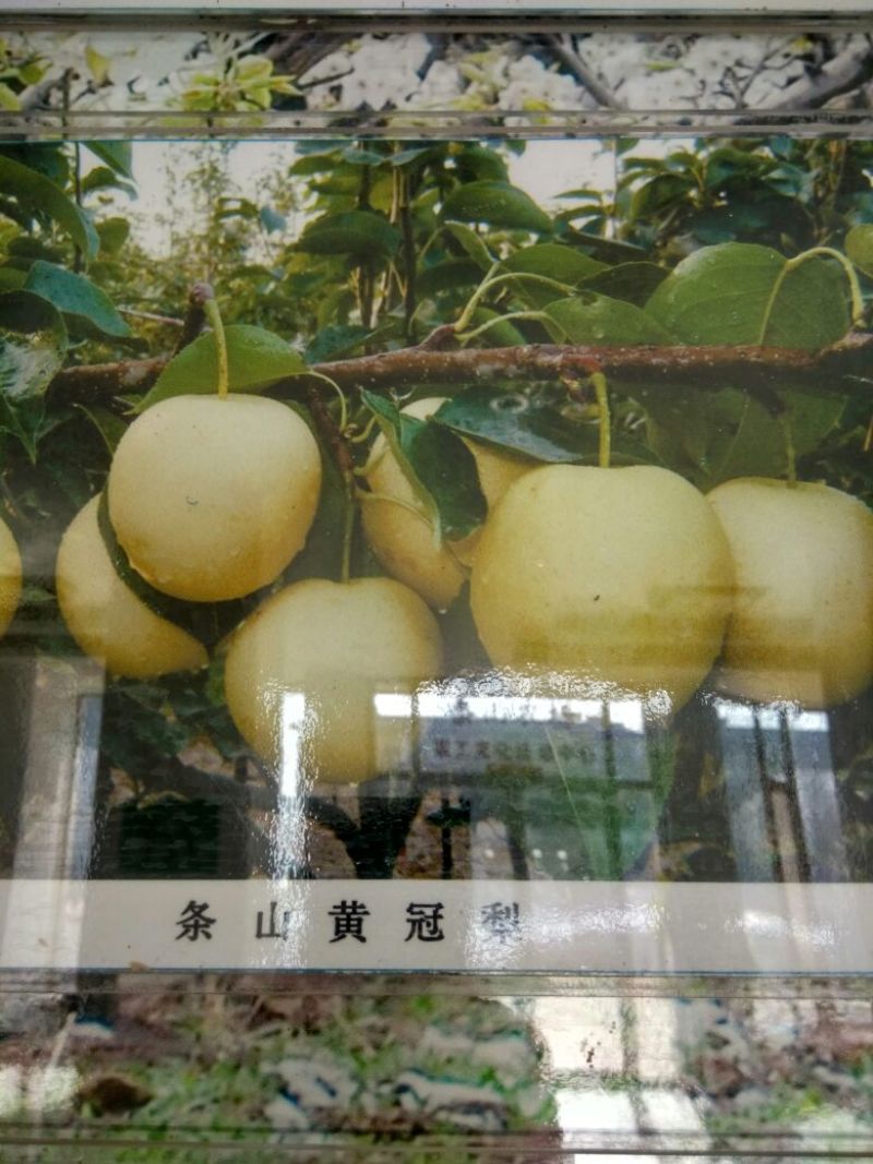早酥梨550~600g筐装