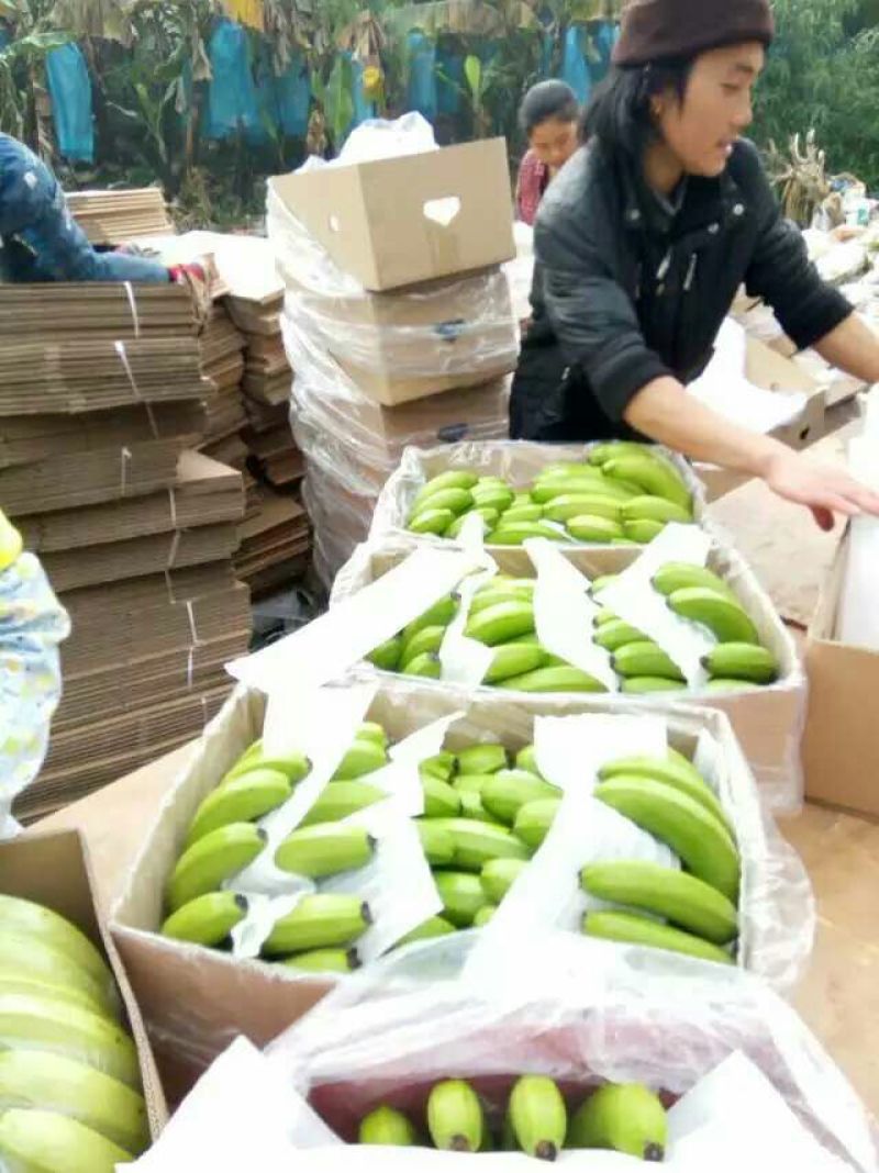 香蕉七成熟