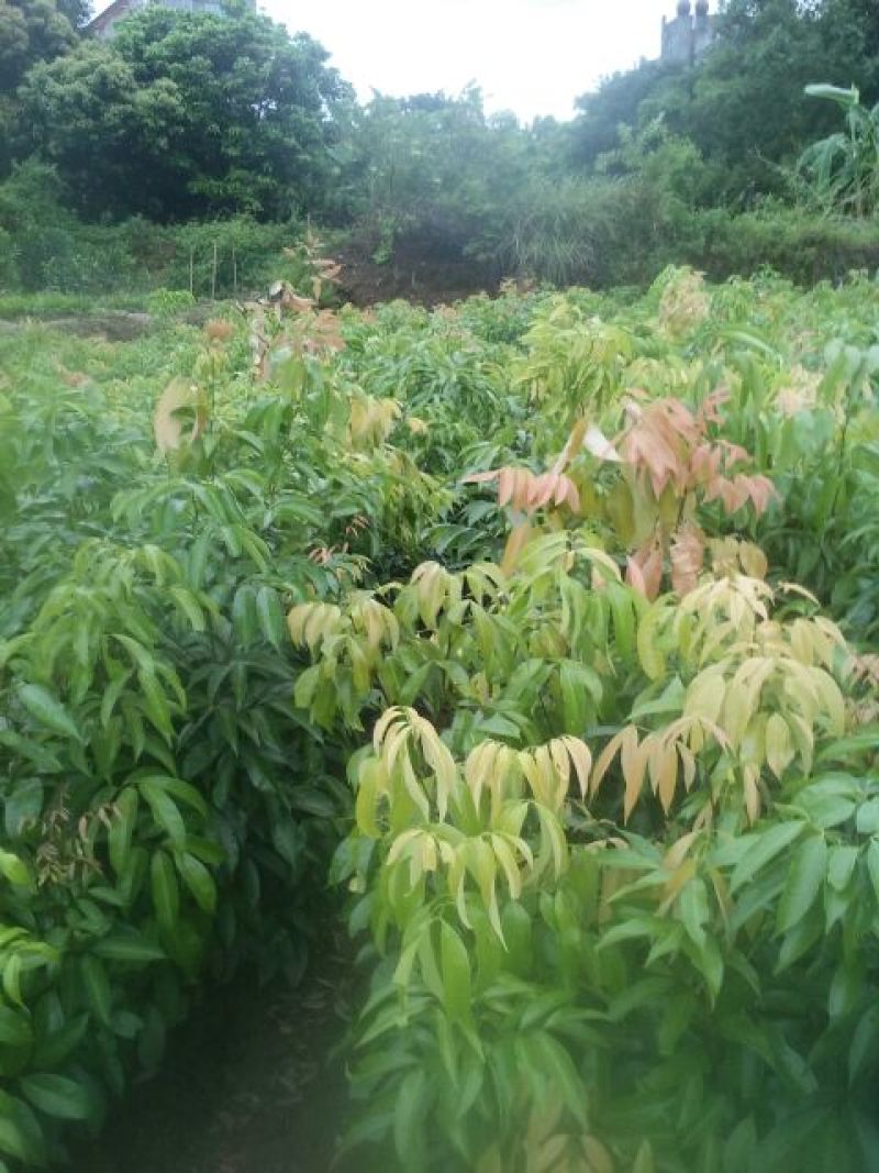 番石榴苗红宝石番石榴