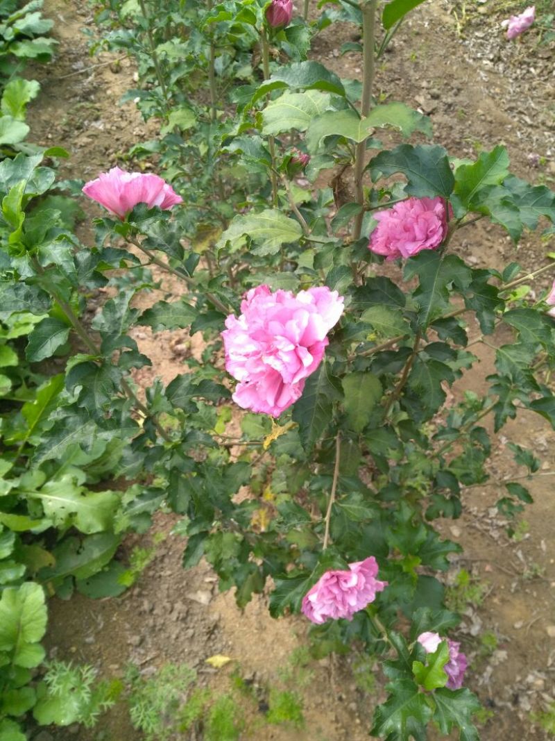 红花木槿树木槿花木槿丛生木槿规格齐全