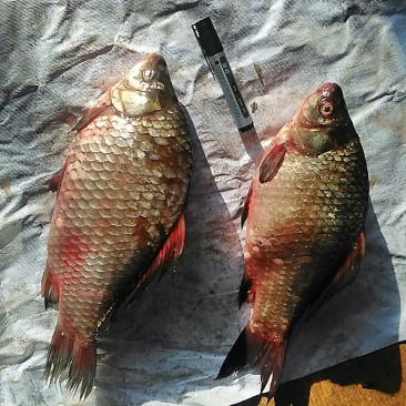 鲫鱼食用
