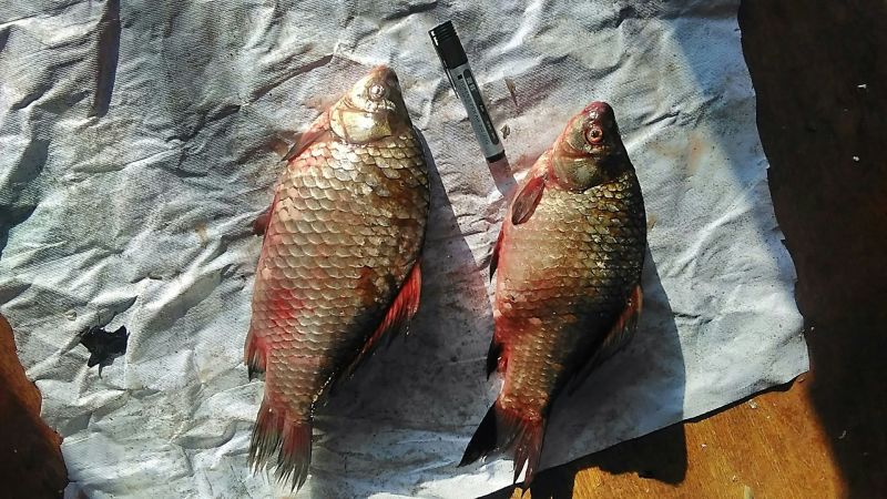 鲫鱼食用