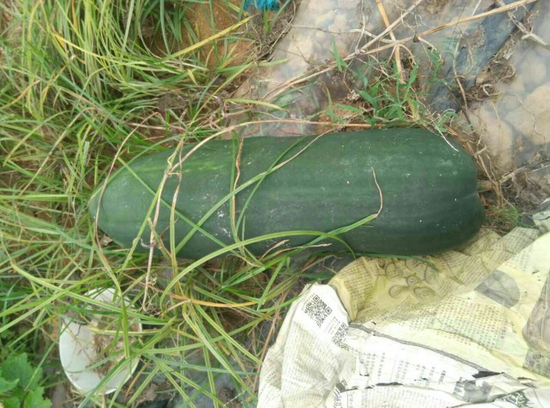 黑皮炮弹冬瓜10斤以上地冬瓜
