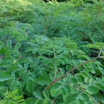 辣木茶一级