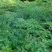 辣木茶一级