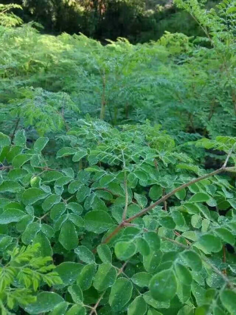 辣木茶一级