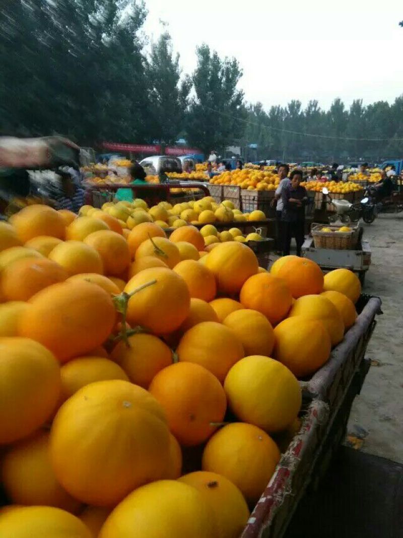 伊丽莎白甜瓜久红瑞香瓜瑞红甜瓜