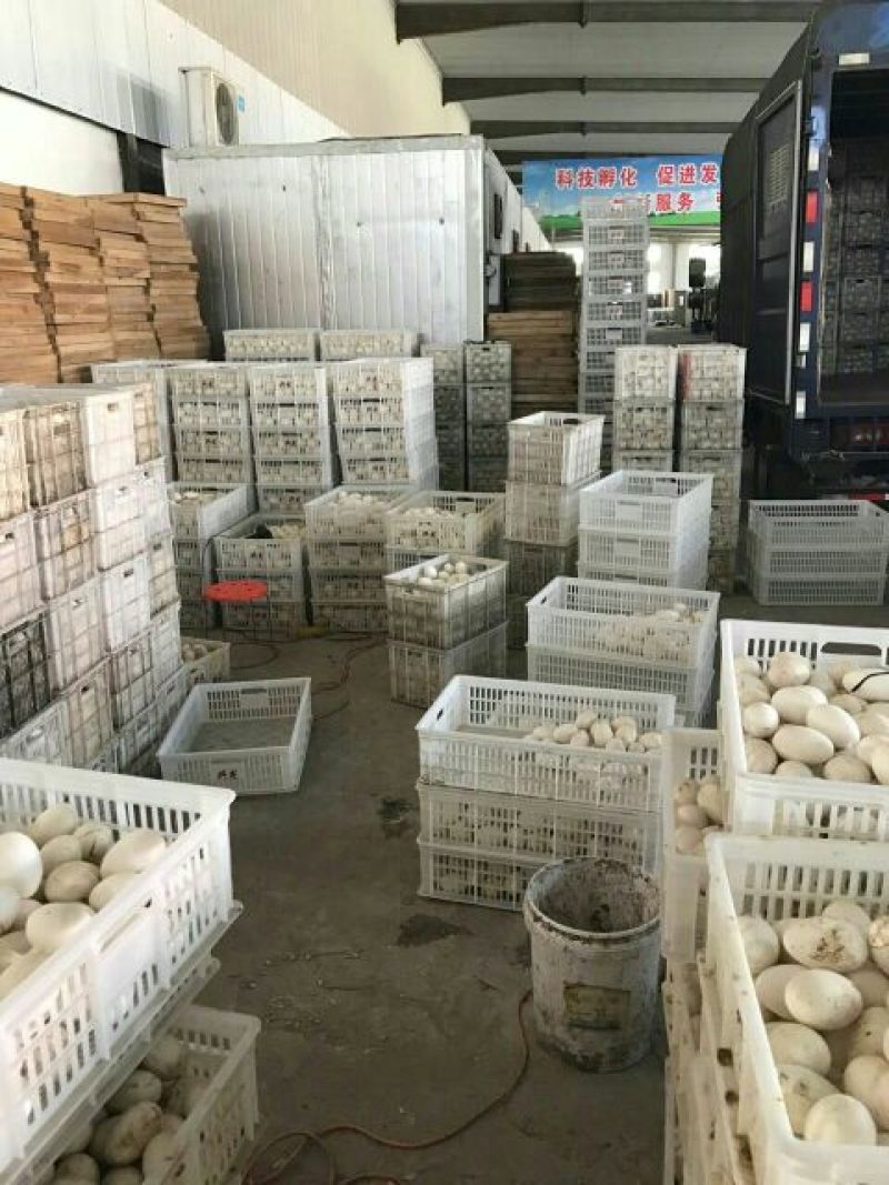 扬州大白鹅苗250g以下