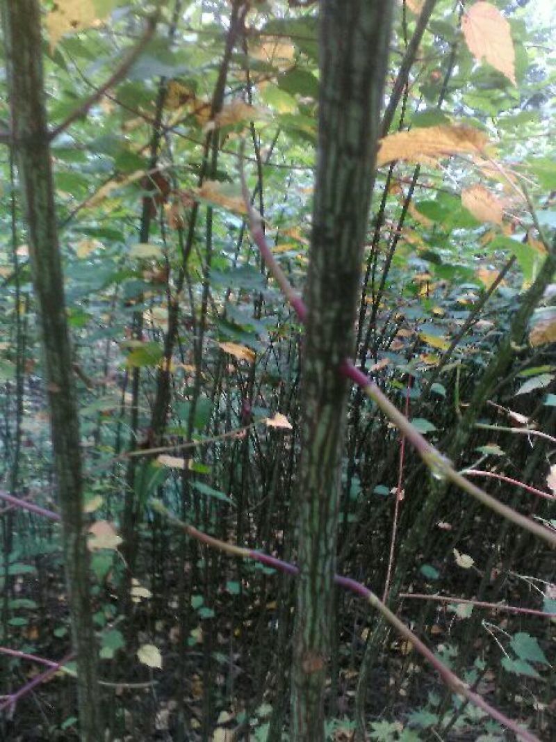 青榨槭/青皮椴/蛇皮槭1~1.5m，米径1.5~3公分