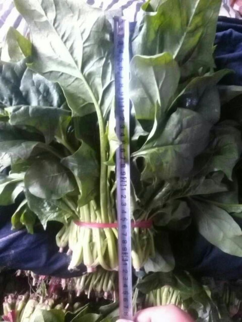 大叶菠菜25~30厘米