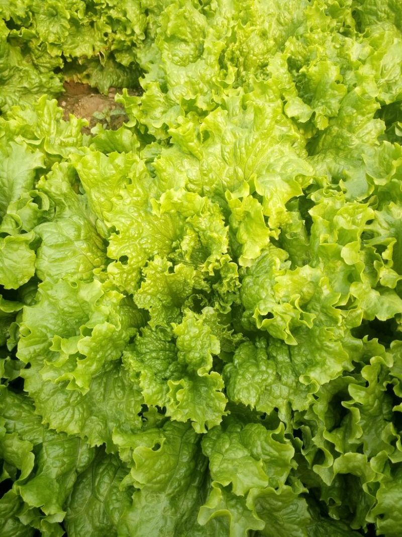 散叶生菜4两~5两