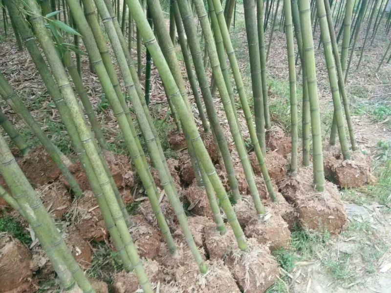 雷竹6~7m