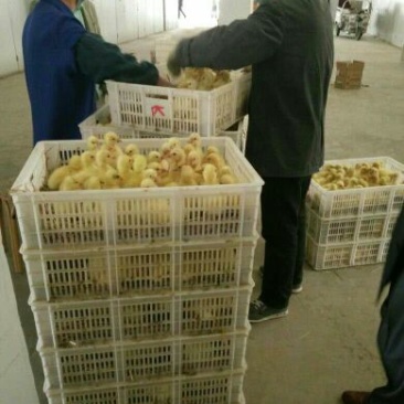三花鹅苗250g以下