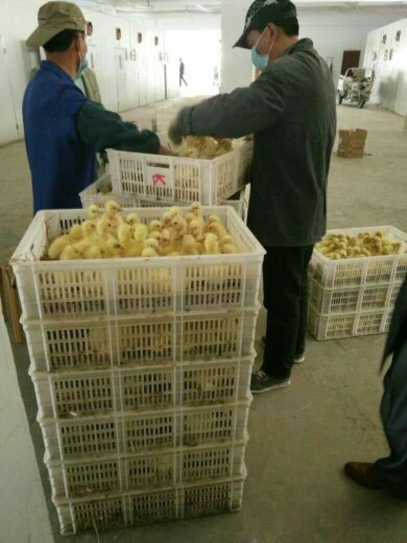 三花鹅苗250g以下