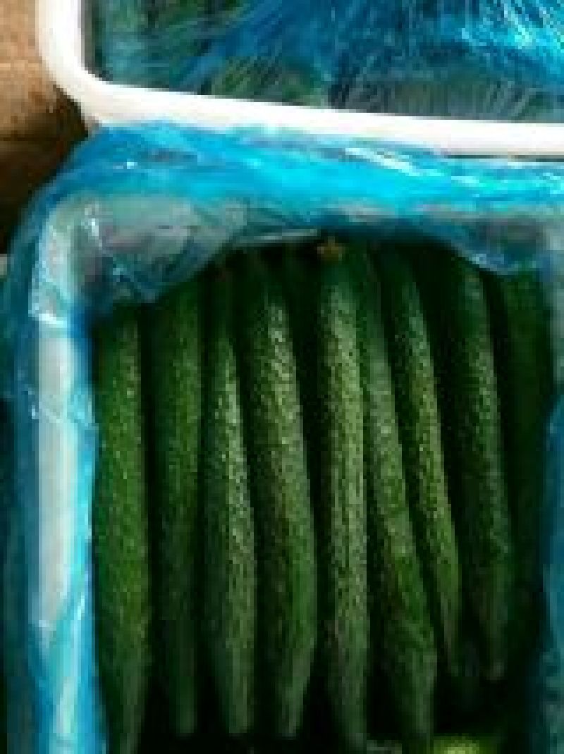 黄瓜25公分以上鲜花带刺大量上市欢迎新老客户