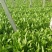 红香油麦菜35~40厘米以上