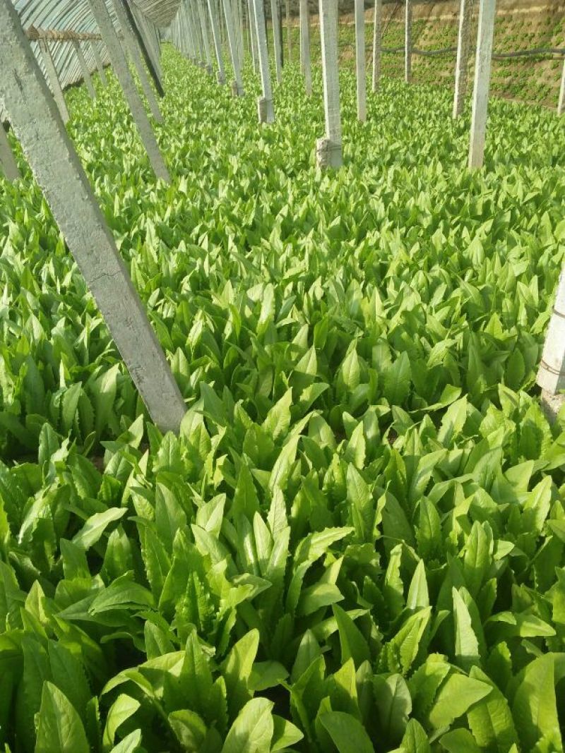 红香油麦菜35~40厘米以上