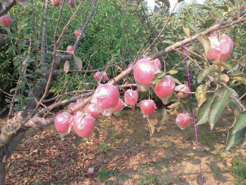 益诚果品:中秋王苹果膜袋