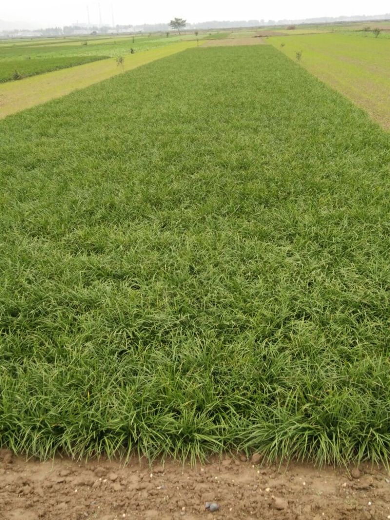 麦冬草