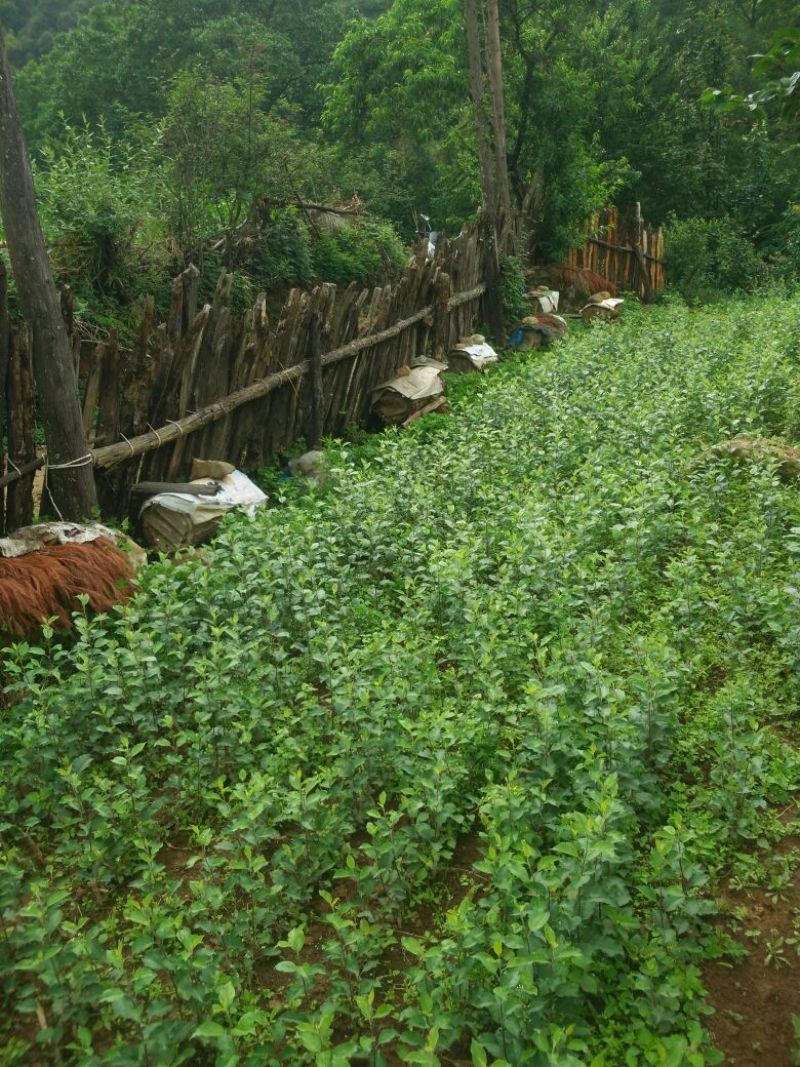 土蜂蜜