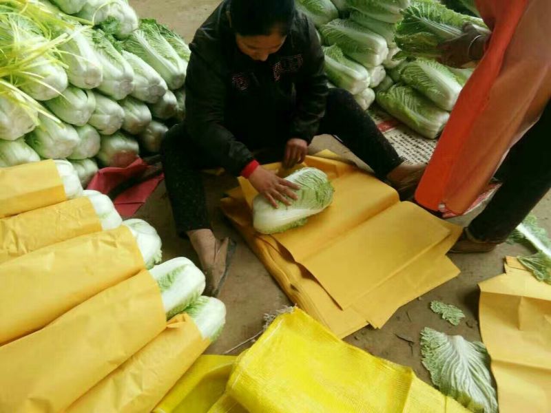 滕州新北京新三号白菜，4~6斤可根据客户要求定制净菜