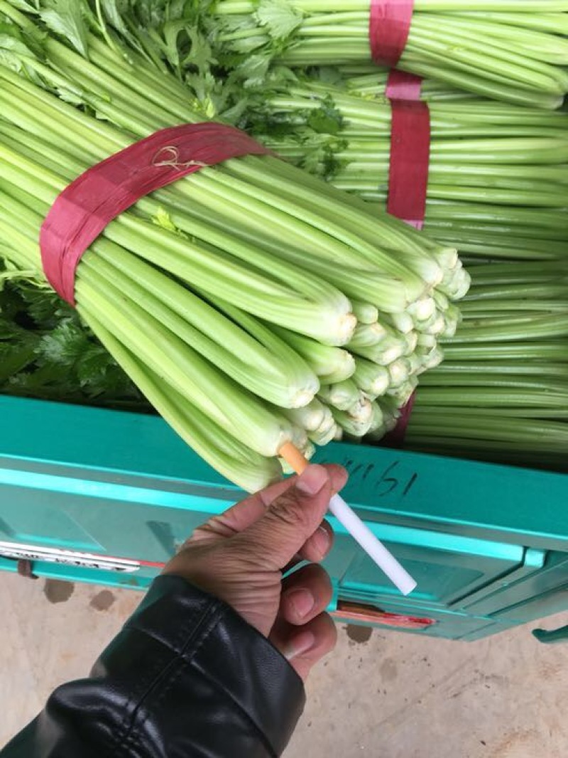 西芹50cm以上！大量上市长期合作要量大私聊支持发货