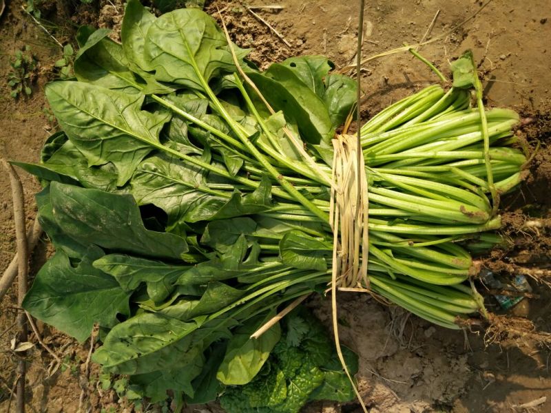 越冬菠菜25~30厘米