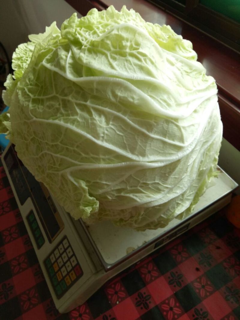 大白菜，大量现货供应，有大棚与地膜盖两种，