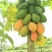 水果木瓜1.5~2斤
