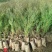 容器袋侧柏现场现挖农户直接发货一袋一苗苗粗种植面积大