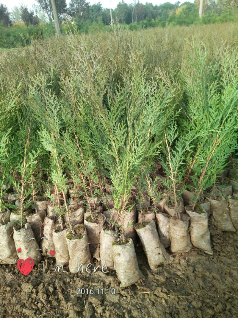 容器袋侧柏现场现挖农户直接发货一袋一苗苗粗种植面积大