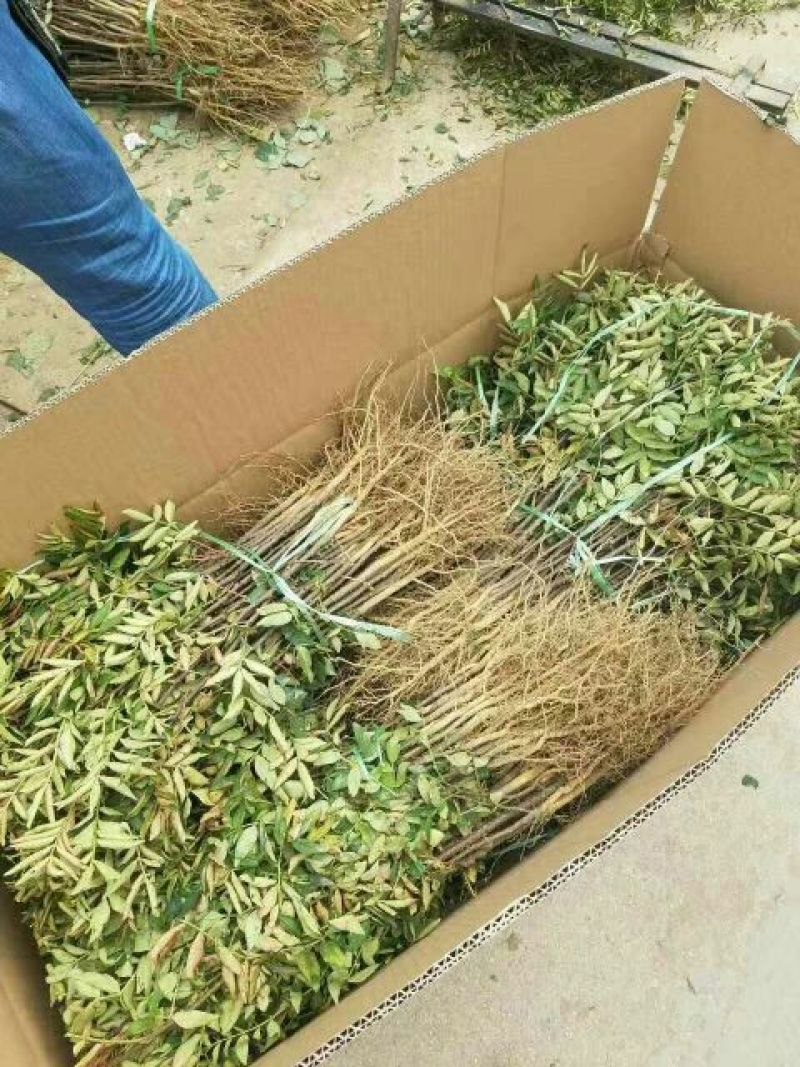 花椒苗0.5~1年