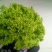 散叶生菜7两~8两