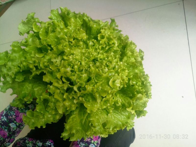 散叶生菜7两~8两