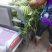 龙卷风西瓜8斤打底9成熟1茬