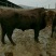 成年肉牛1000斤以上