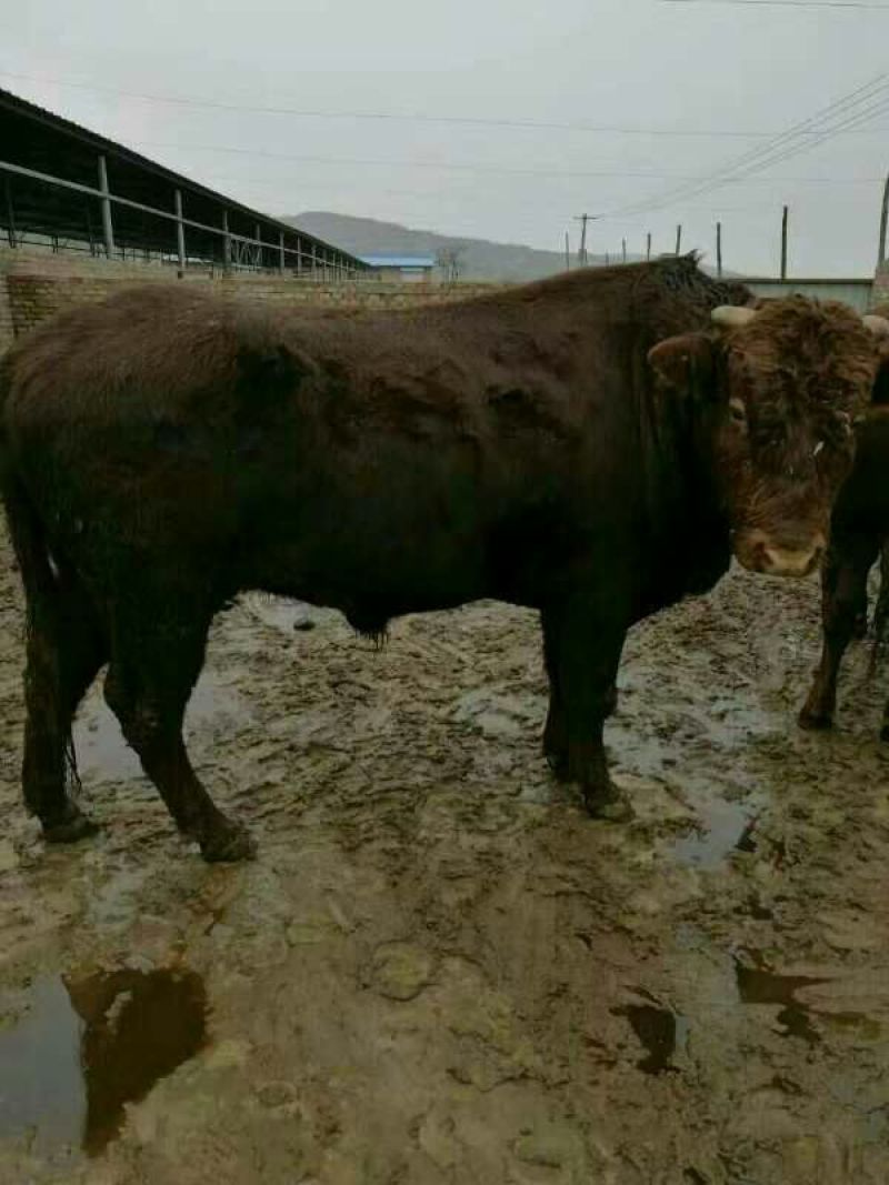 成年肉牛1000斤以上