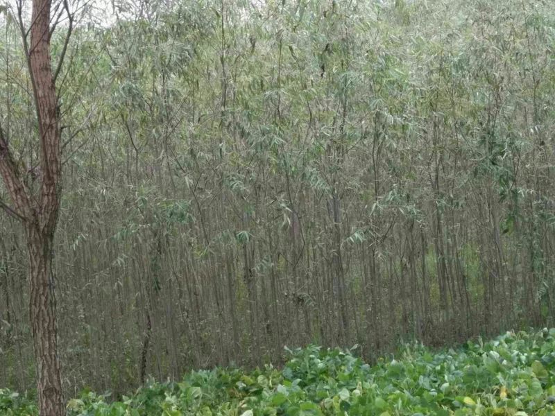 竹柳苗可视频看货选货一亩田线上交易下单购买包邮发货