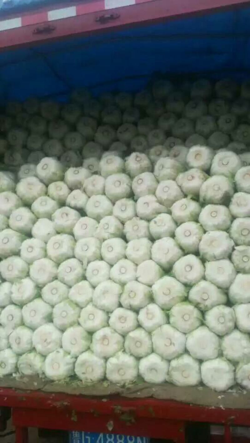山东莒县黄心大白菜大量上市