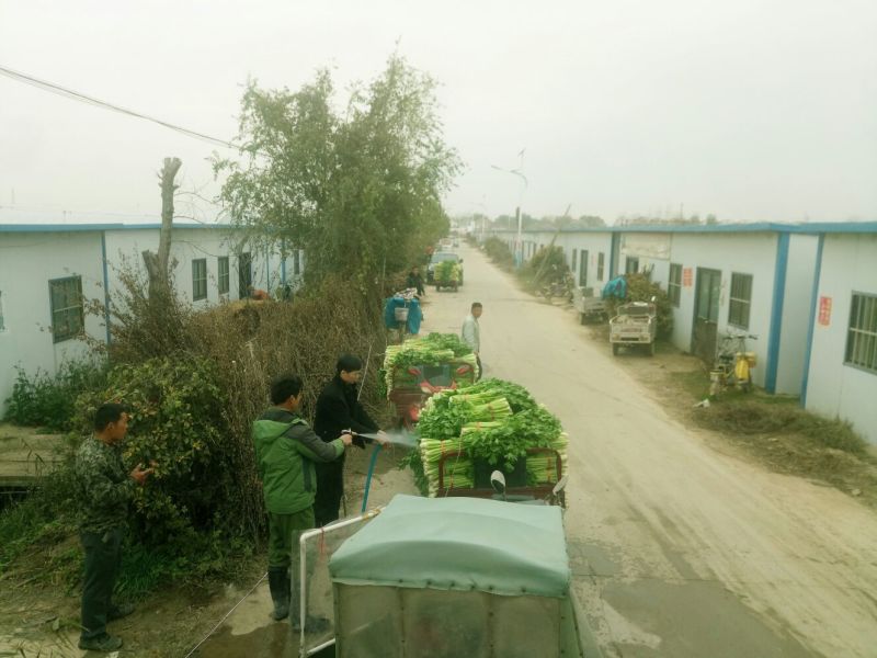 山东济宁金乡西芹芹菜60cm以上产地发货一手货源批发