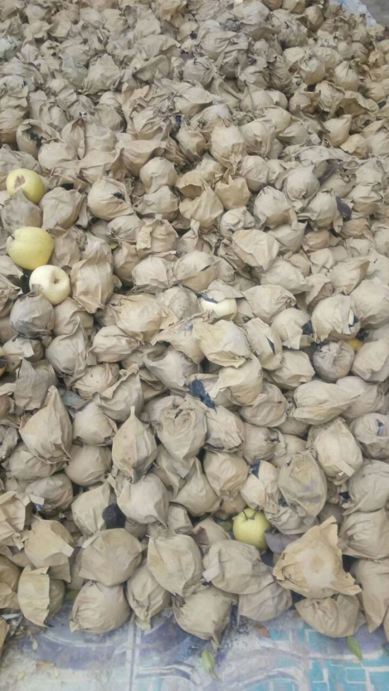 蜜梨150~200g纸袋