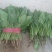 大叶菠菜20~25厘米
