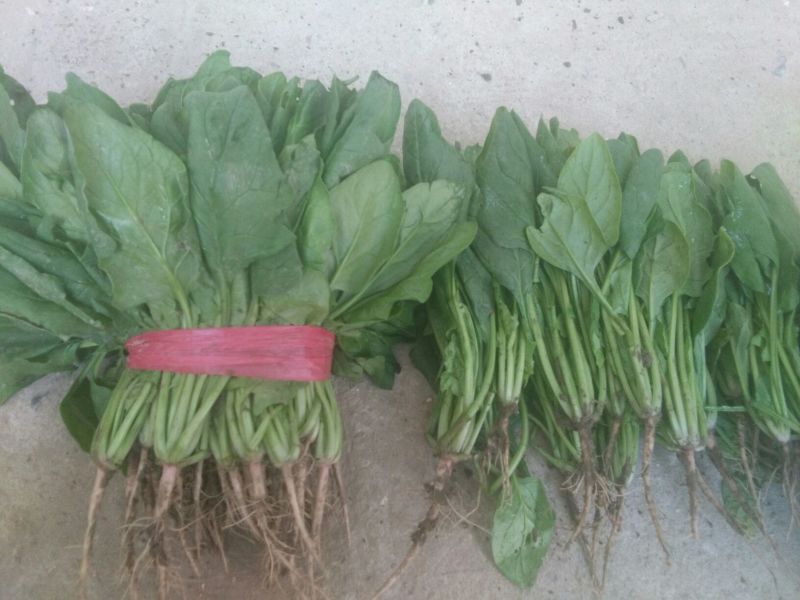 大叶菠菜20~25厘米