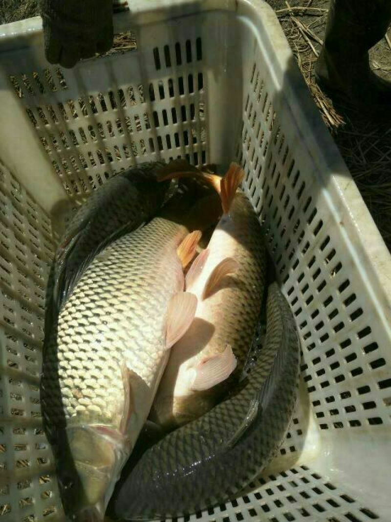 河鲤鱼食用3公斤以上