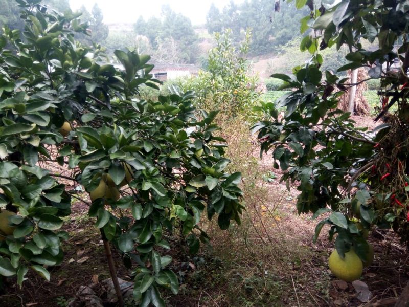 三红蜜柚苗品种纯正，苗子无病。